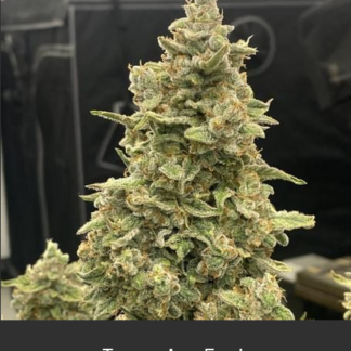 Tangerine Funk
